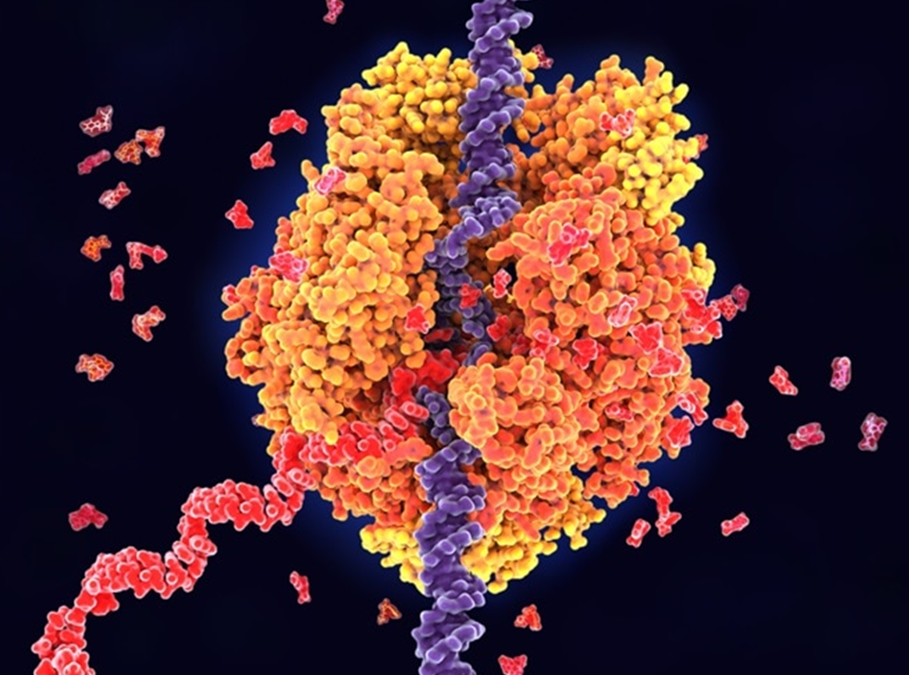 تولید آنزیمی تحت کنترل الیگونوکلئوتیدهای RNA
